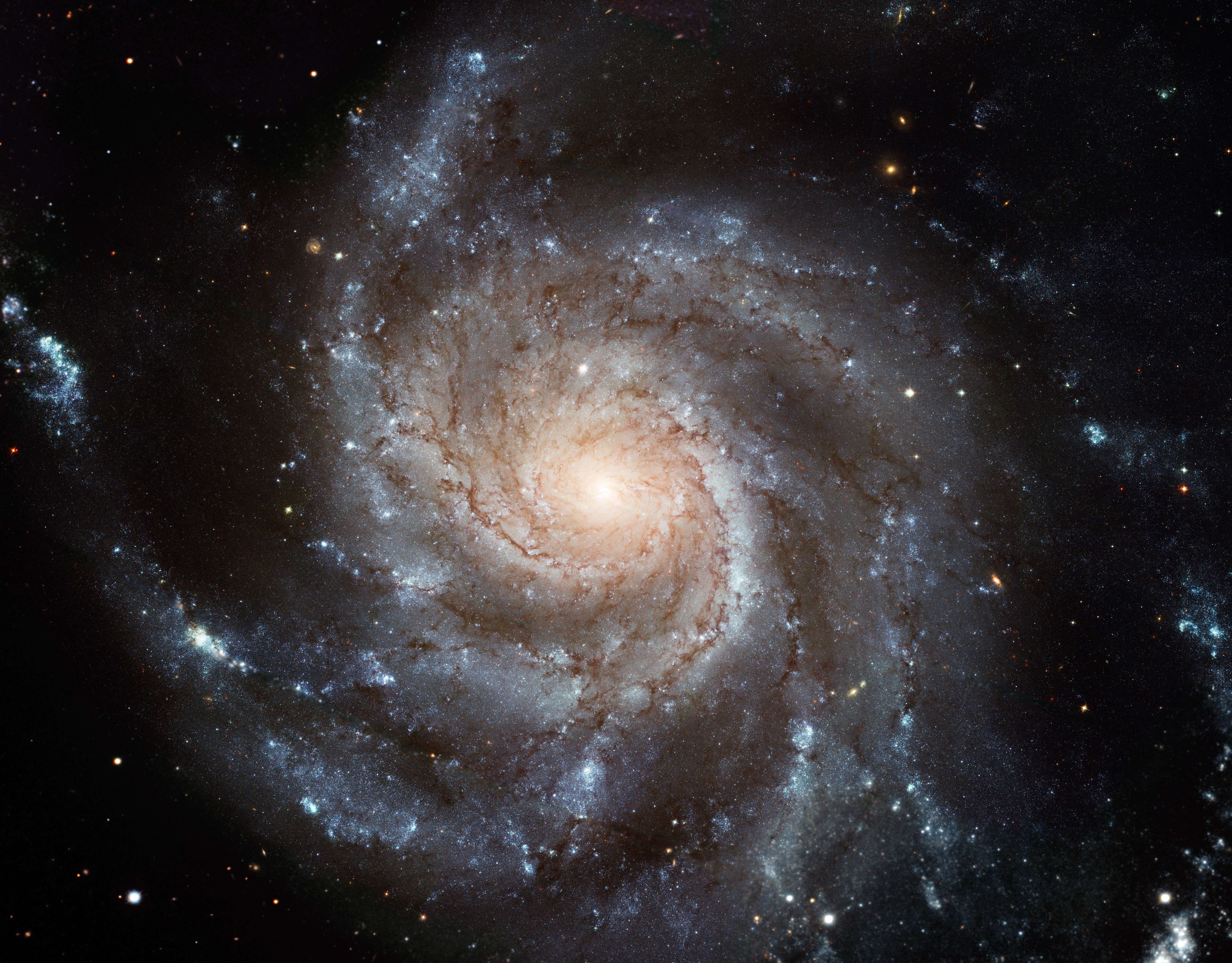 The Pinwheel Galaxy (M101), a sprawling face-on spiral galaxy with sweeping blue arms dotted by pink star-forming regions, as imaged by the Hubble Space Telescope